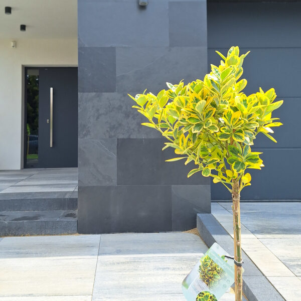 Plytki z łupka Brazylijskiego Black 90x40 Elewacja